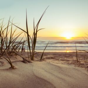 Green Grass during Sunset