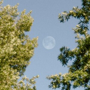 Free stock photo of daylight, moon, trees