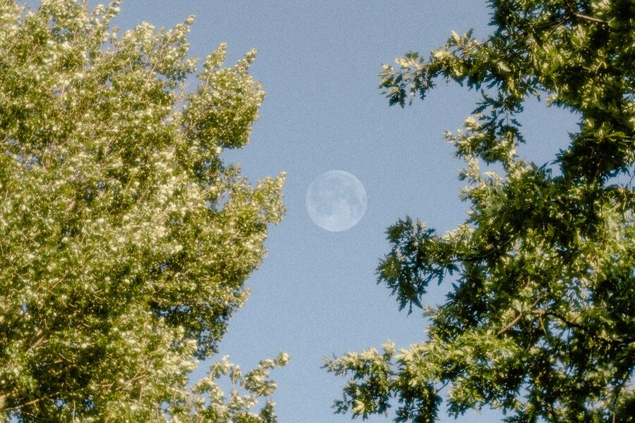 Free stock photo of daylight, moon, trees
